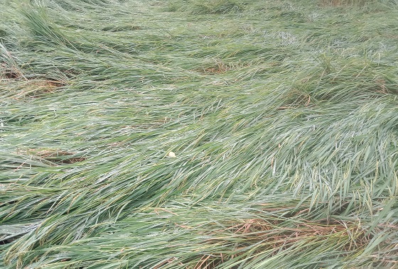 image-here